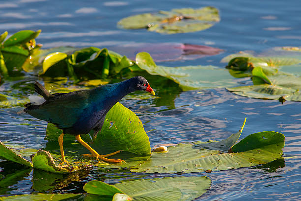 istock Purple Gallinule 509872386