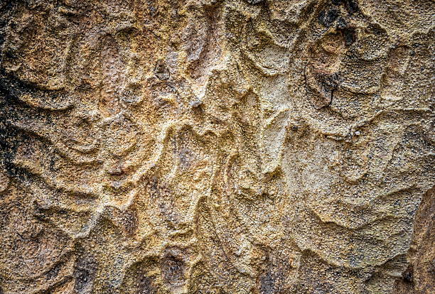 istock Wood texture of a tree trunk 509872872
