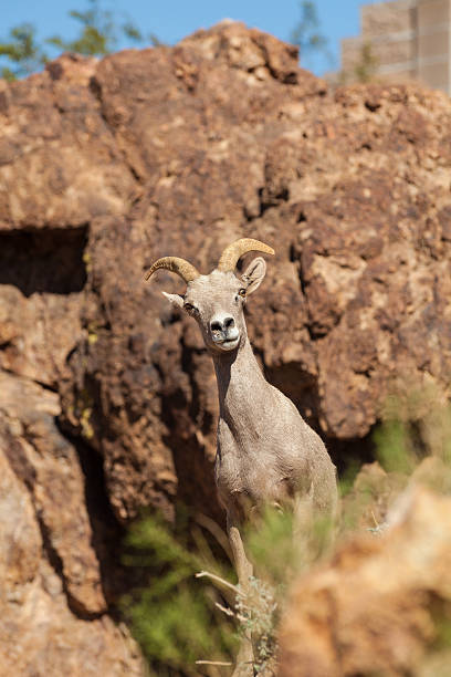 istock Desert Bighorn Sheep ewe 509872976