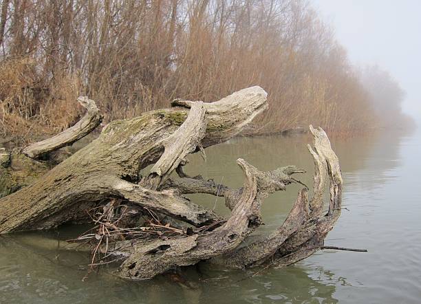 istock Driftwood on the Danube river in winter 509873352