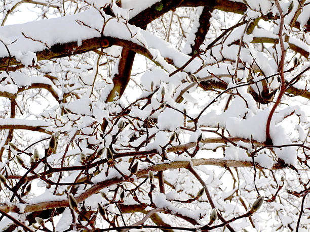 istock Close Up of Snow on Branches, Winter 509873496