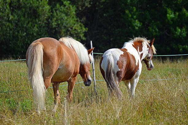 istock Pony and horse 509890815