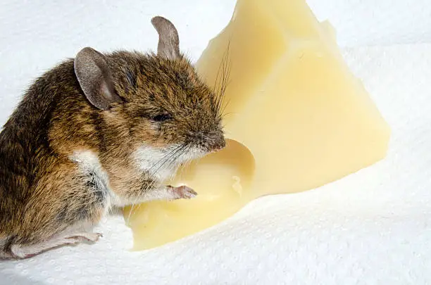 Photo of Mouse hugging cheese