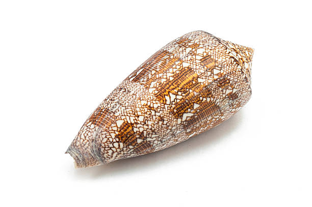 Conus Aulicus Princely Cone Predatory Sea Snail Cone Shells Stock