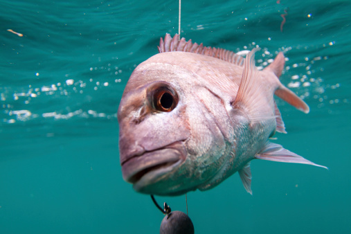 an underwater shot of a New Zealand Red Snapper caught on a fishing line