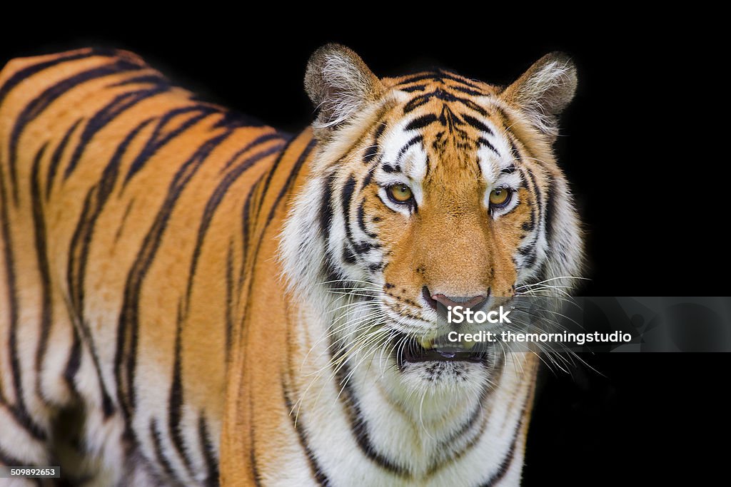 Tiger Sumatran Alertness Stock Photo