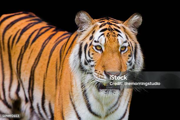 Tiger Sumatran Stock Photo - Download Image Now - Alertness, Animal, Animal Wildlife