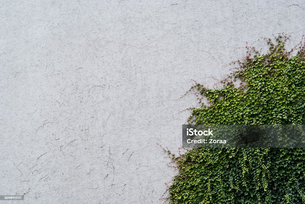 ivy leaves isolated on a white background Backgrounds Stock Photo