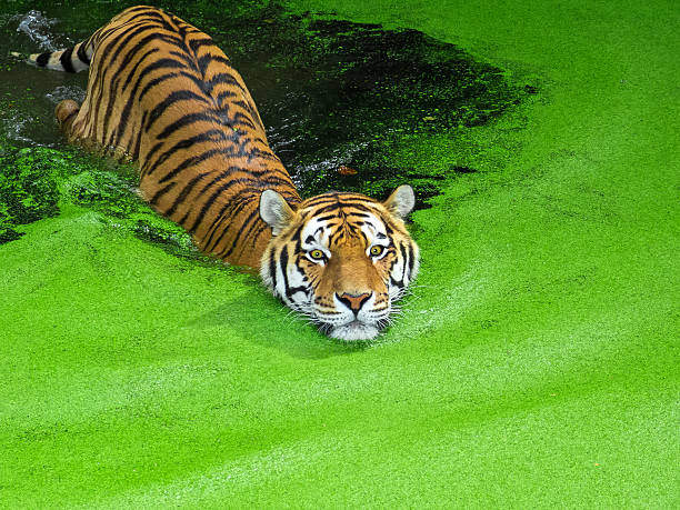 istock Siberian tiger swims 509893369