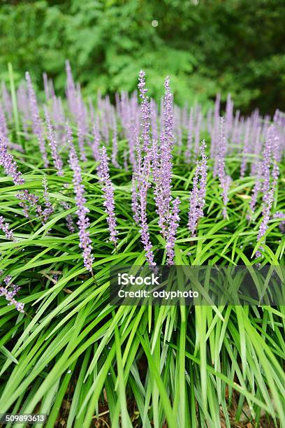 Liriope Stock Photo - Download Image Now - Asia, Color Image, East Asia