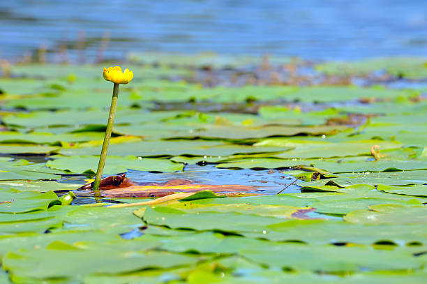 Water lily flower Water lily flower floating on lake summer flower lake awe stock pictures, royalty-free photos & images