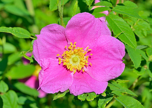 istock Flower of brier 509895653