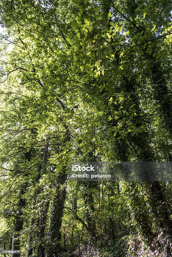 Forest scenery Color Image Stock Photo