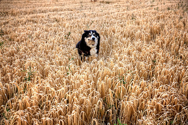 Dog running with stone through golden cornfield