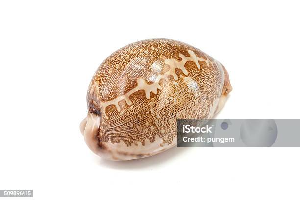 Tiger Cowry On White Background Stock Photo - Download Image Now - Brown, Cockle, Cockle Shell