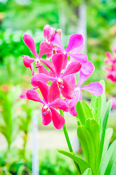 violet orchid na tropical Fazenda - foto de acervo