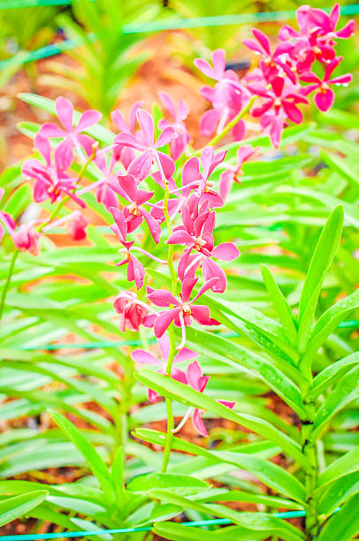 red orchid na tropical Fazenda - foto de acervo