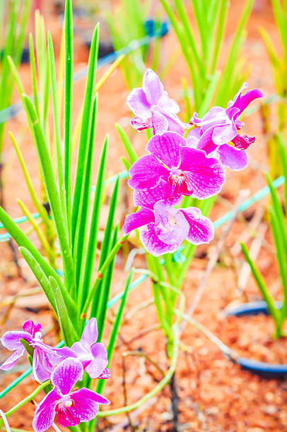 Violet orchid w tropikalnej farm – zdjęcie