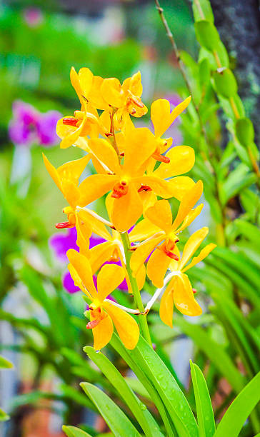 Amarelas orchid - foto de acervo