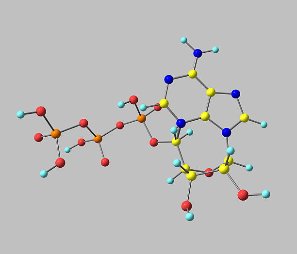 Adenosine triphosphate (ATP) molecule isolated on gray stock photo