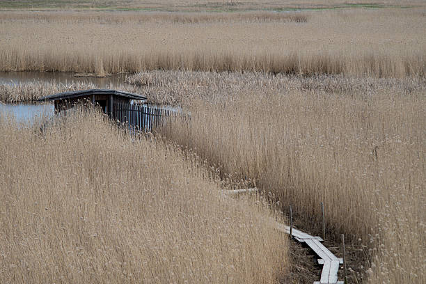Path to a cabin hidden in reed