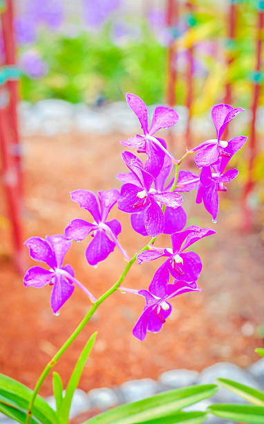 violet orchid w tropikalnej farm – zdjęcie