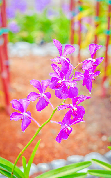 violet orchid na tropical Fazenda - foto de acervo