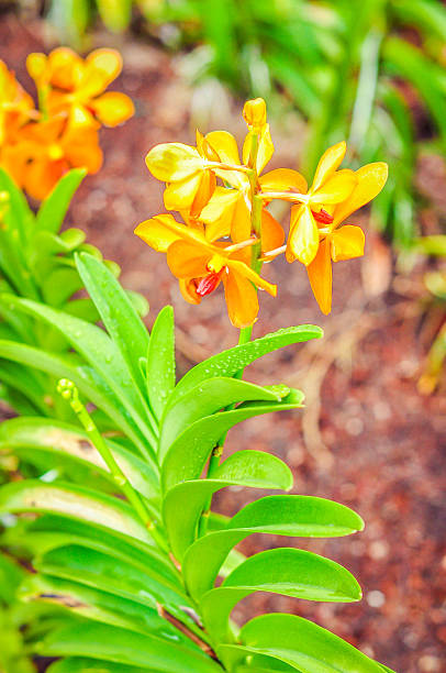 Orquídeas amarelas em tropcal farm - foto de acervo
