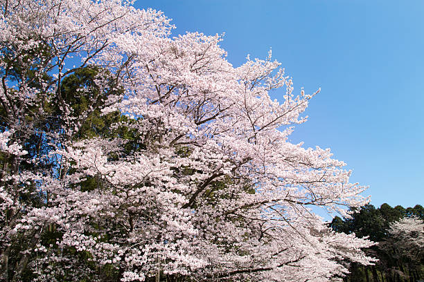 istock Spring Pink Cherry Blossoms with Blue Sky Background 509906058