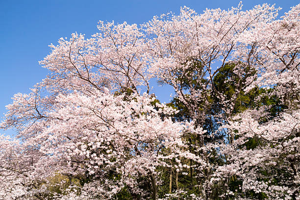 istock Spring Pink Cherry Blossoms with Blue Sky Background 509906118