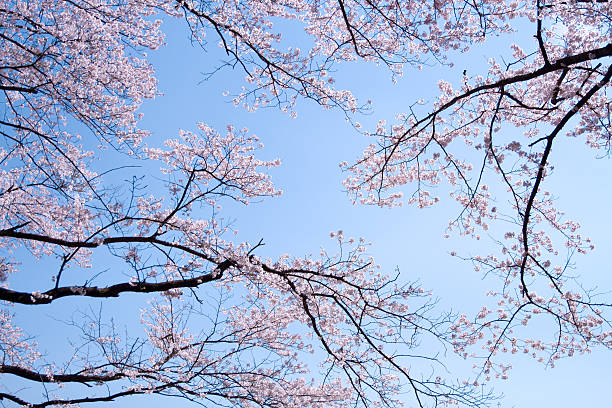 istock Spring Pink Cherry Blossoms with Blue Sky Background 509906356