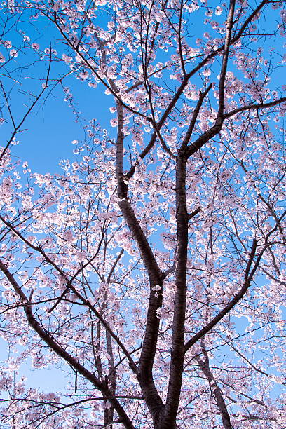 istock Spring Pink Cherry Blossoms with Blue Sky Background 509906380
