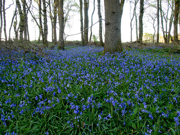 istock Bluebell wood in Dorset 509906506