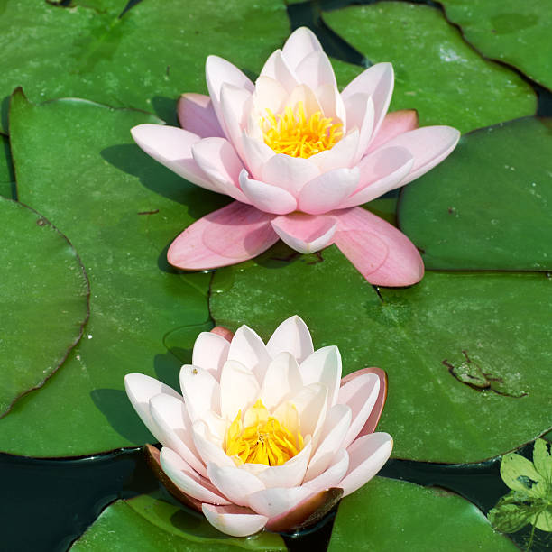 istock Beautiful pink water lily 509906712