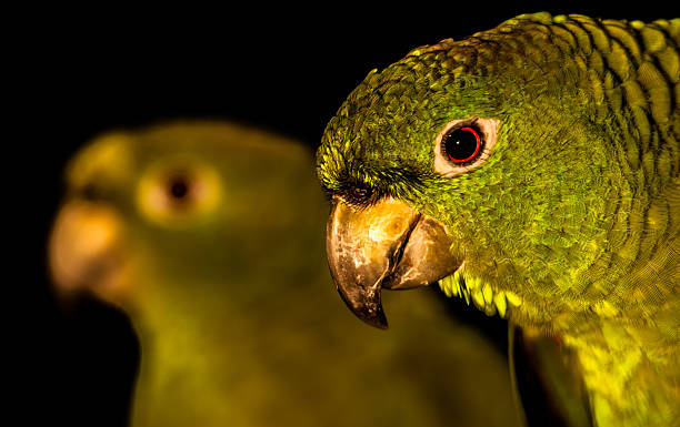 Brazilian parrot called "miller parrot", Ilhabela, Brazil stock photo