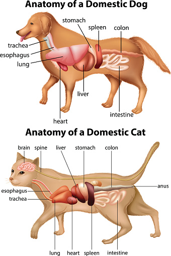Anatomy of domestic dog and cat illustration
