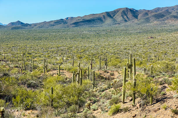 istock Gates Pass Desert Scenery Along Tucson Mountains Under Blue Sky 509909222