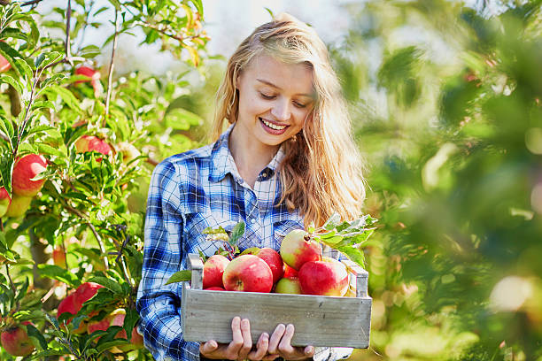 istock Young woman picking ripe organic apples 509909544