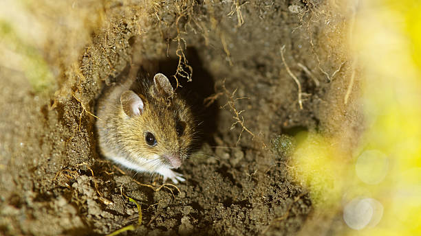 yellow-necked mouse (Apodemus flavicollis) stock photo