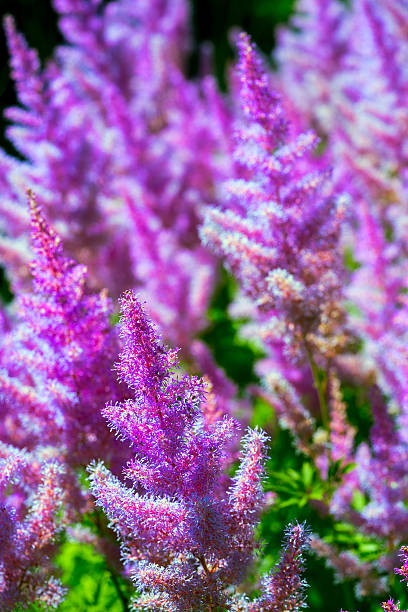 Purple astilbe (hoteia) flowers blooming.