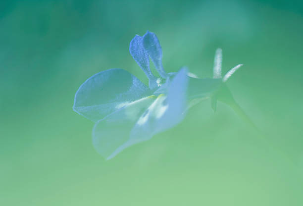 istock blur the background flowers in blue green color scheme 509910022