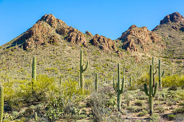 istock Gates Pass Desert, Saguaro, Tucson Mountains Under Clear Blue Sky 509910322