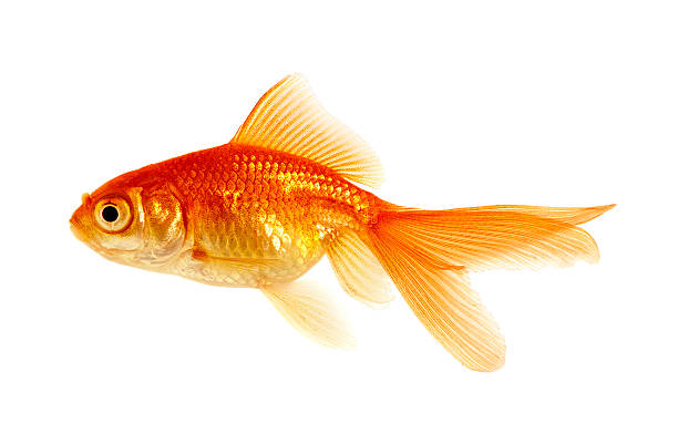 goldfisch auf weiß - film tails stock-fotos und bilder