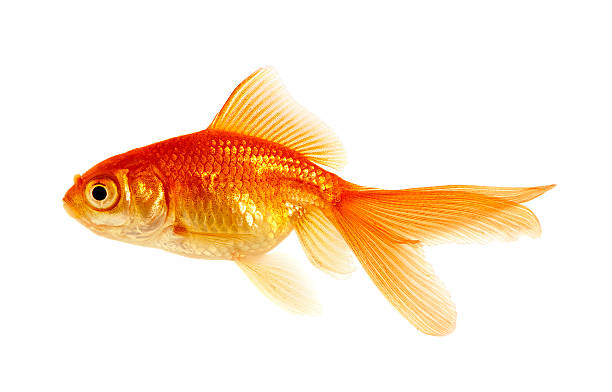 goldfish on a white - vissenkom fotos stockfoto's en -beelden