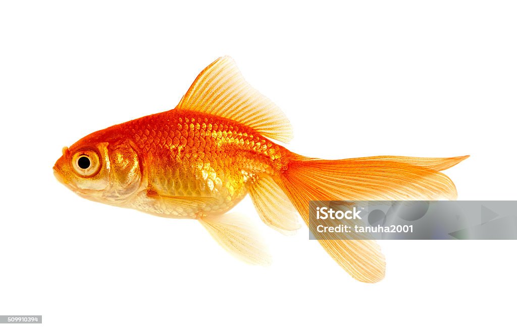 goldfish on a white goldfish on a white background Goldfish Stock Photo