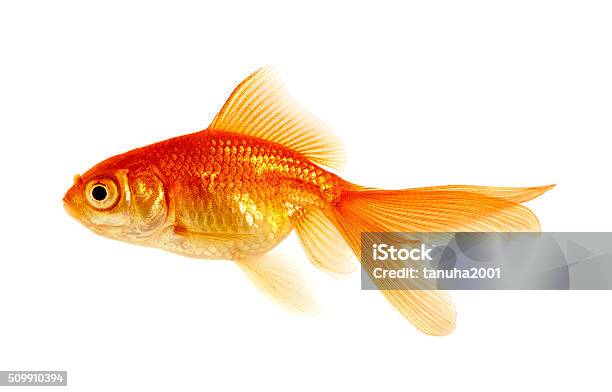 Goldfish On A White Stock Photo - Download Image Now - Goldfish, Fish, White Background