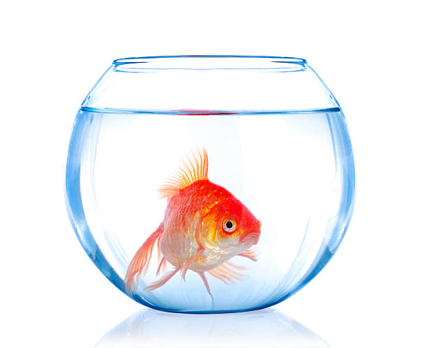 istock Goldfish in aquarium isolated on white 509910584