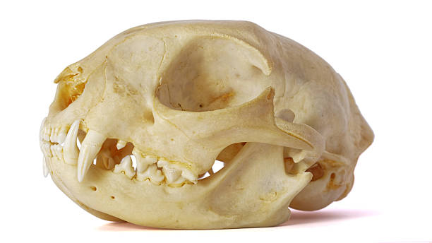 Cat skull on white background, showing fangs stock photo