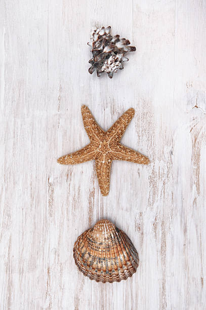 istock Seashells on the old shabby chic wood background 509911048