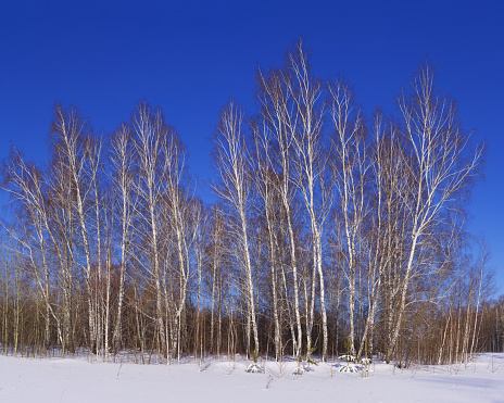 View of snowy birch forest in winter